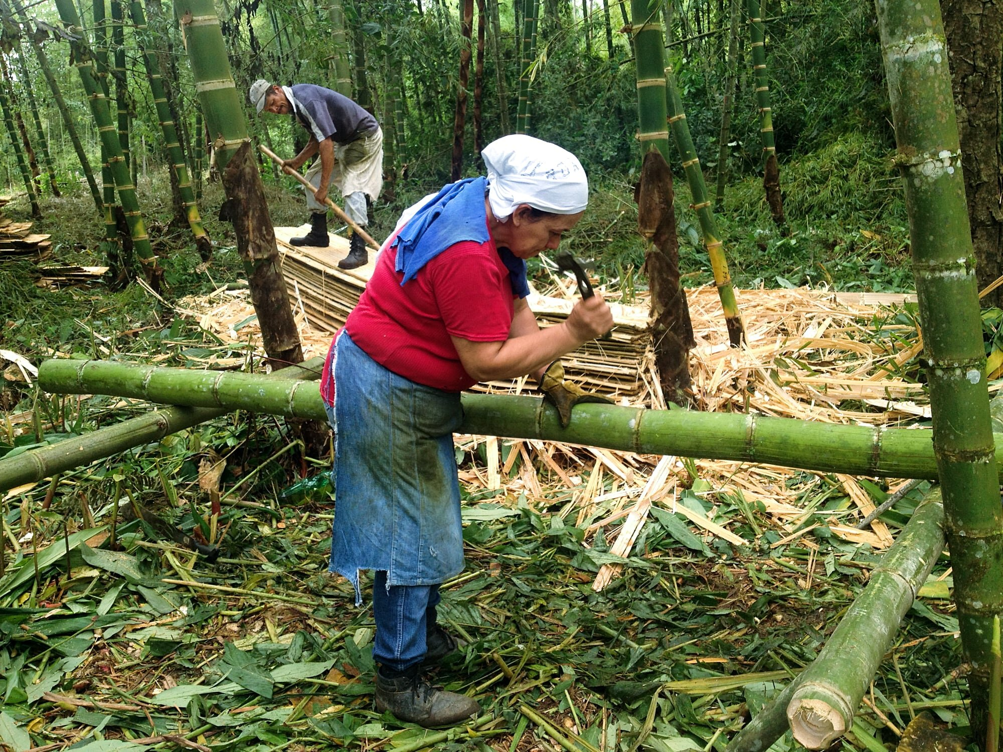 Bamboo Revolution: Sustaining Tomorrow