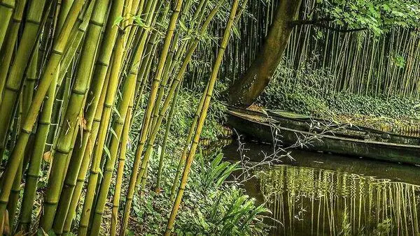 BambooPlantation2 1